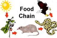 Food Chain - Sonoran Desert